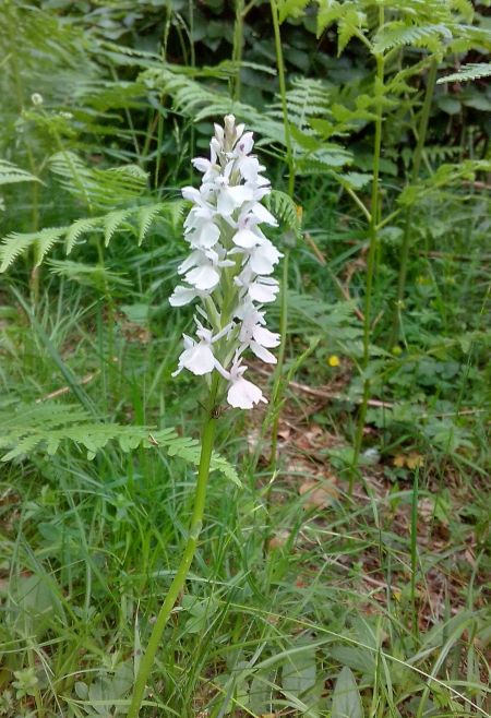 Dactylorhiza maculata  - Ricardo Gutiérrez