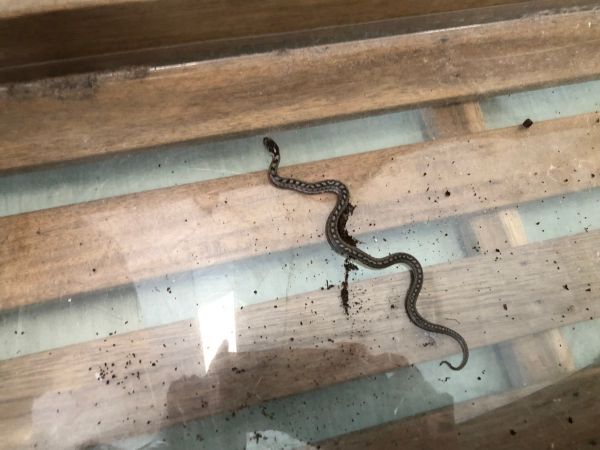 Zehaztugabeko suge-leun  - Errekabarri Eskola