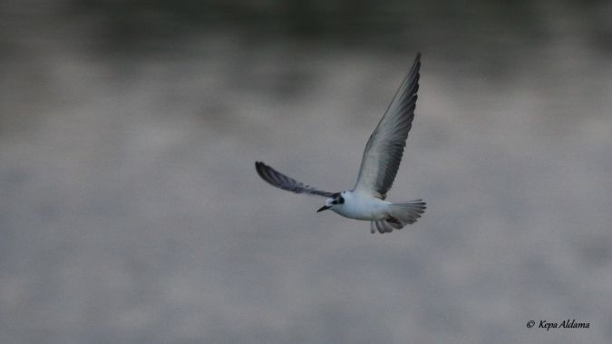 Itsas enara hegalzuria  - Kepa Aldama