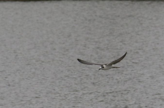 Itsas enara hegalzuria  - Alain Noel