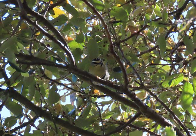 Erregetxo bekainzuria  - Juana Oyanguren