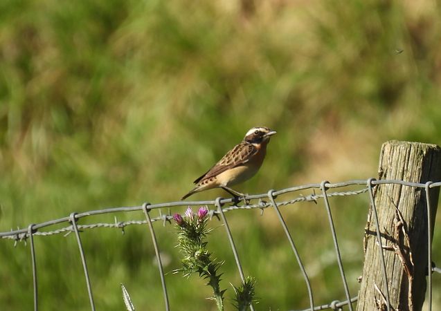 Pitxartxar nabarra  - Juana Oyanguren