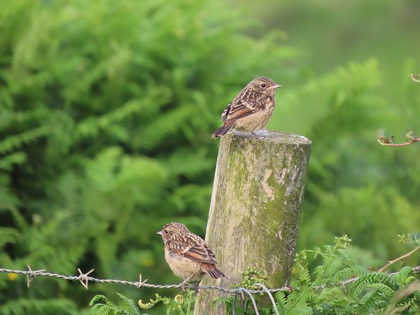 Tarier pâtre  - Juana Oyanguren