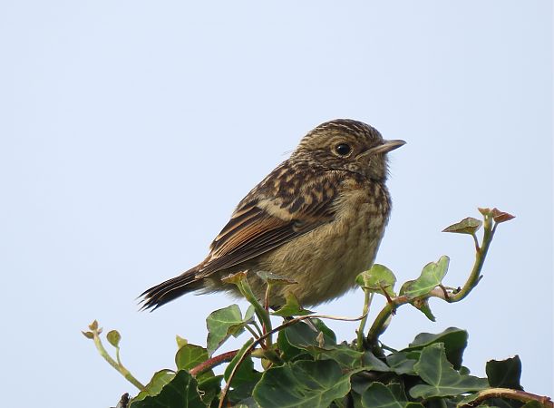 Pitxartxar burubeltza  - Juana Oyanguren