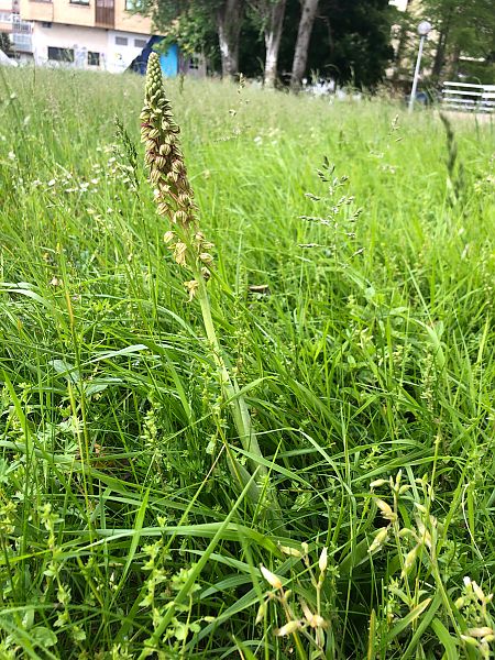 Orchis anthropophora x O. militaris  - Ansola Ibarzabal
