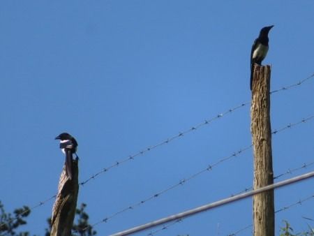 Eurasian Magpie  - Jose Manuel Unanue