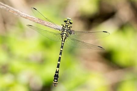 Onychogomphus forcipatus  - Joseba Otaegi