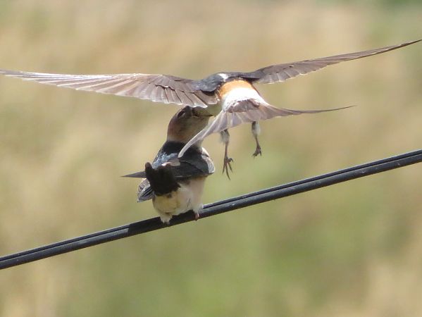 European Red-rumped Swallow  - Jabi Manzano