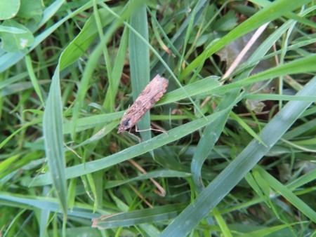 Nomophila noctuella  - Jose Manuel Unanue