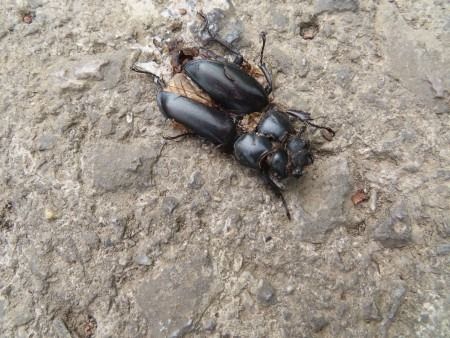 Lucanus cervus  - Jose Manuel Unanue