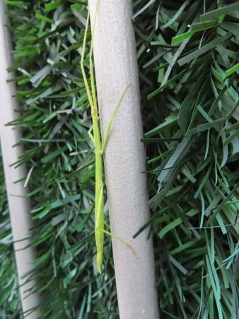 Tettigonia sp.  - Jose Manuel Unanue