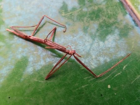 Tettigonia sp.  - Jose Manuel Unanue