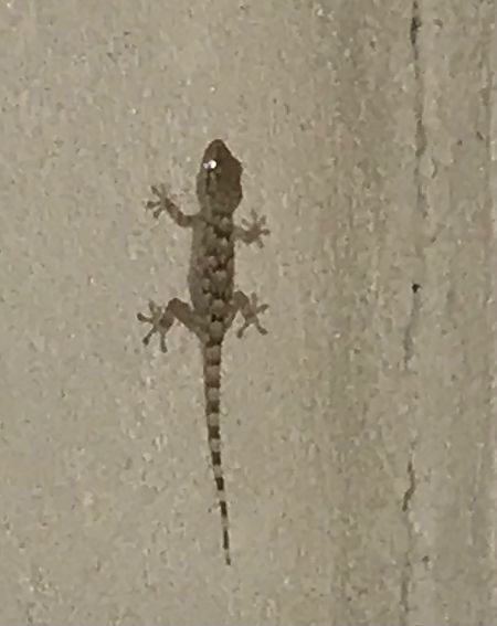 Common wall gecko 