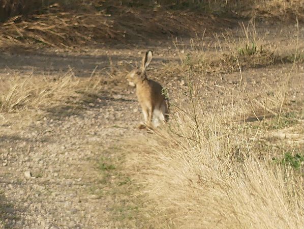 Lepus sp. 