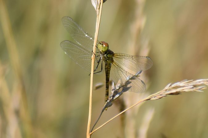 Sympetrum striolatum  - Errekabarri Eskola