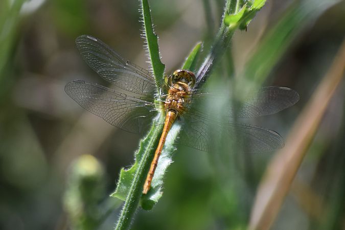Sympetrum striolatum  - Errekabarri Eskola