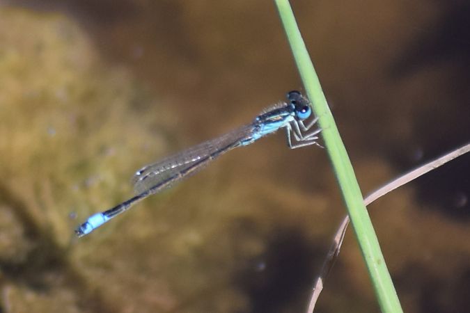 Ischnura graellsii  - Errekabarri Eskola