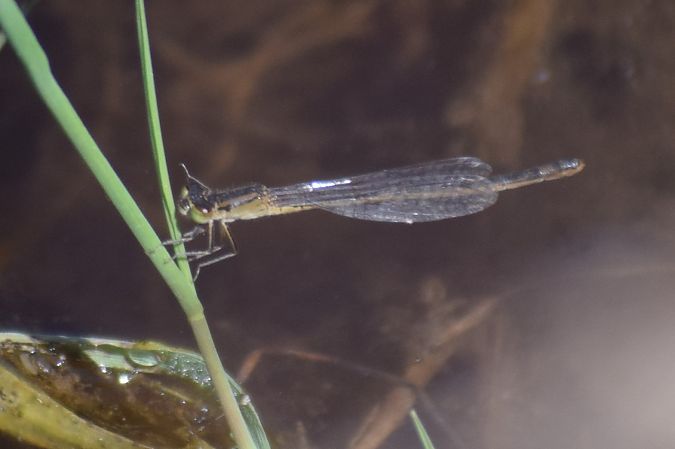 Ischnura graellsii  - Errekabarri Eskola