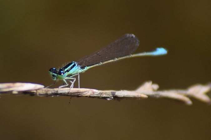 Ischnura graellsii  - Errekabarri Eskola