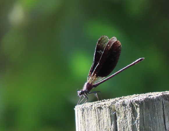 Copper Demoiselle  - Juana Oyanguren