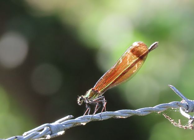 Calopteryx haemorrhoidalis  - Juana Oyanguren