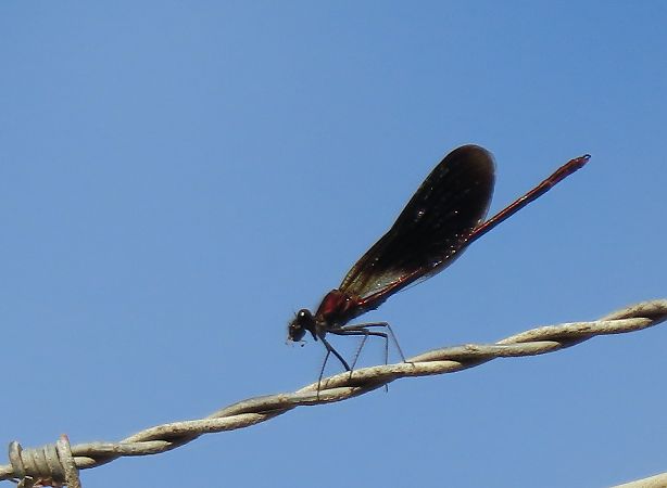 Calopteryx haemorrhoidalis  - Juana Oyanguren