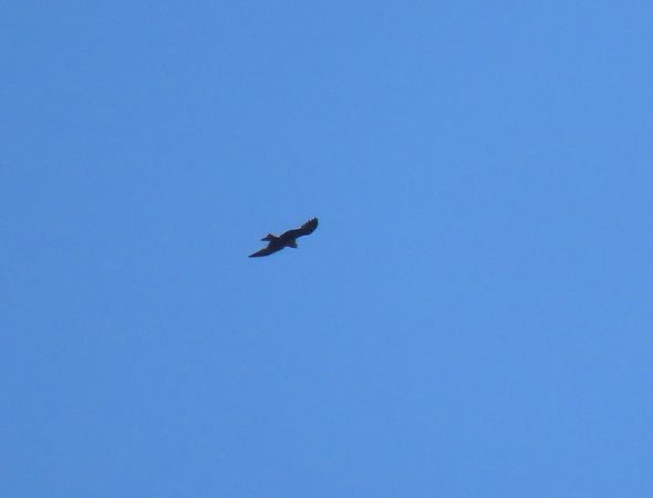 Black Kite  - Juana Oyanguren