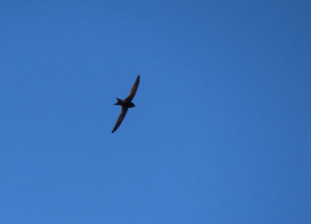 Common Swift  - Juana Oyanguren