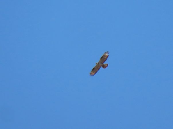 European Honey Buzzard  - Juana Oyanguren
