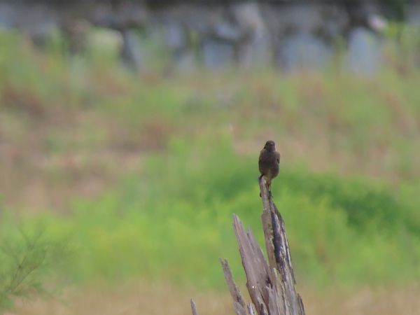 Black Redstart  - Juana Oyanguren