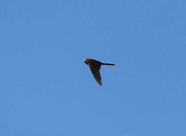 Common Kestrel  - Juana Oyanguren
