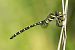 Common Goldenring (Cordulegaster boltonii) © Joseba Otaegi