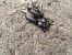 Lucanus cervus © Jose Manuel Unanue