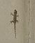 Common wall gecko (Tarentola mauritanica) © hidden author
