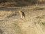 Hare sp. (Lepus sp.) © hidden author