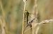 Sympétrum strié (Sympetrum striolatum) © Errekabarri Eskola