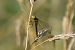 Sympetrum striolatum  - Errekabarri Eskola