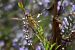 Sympetrum striolatum  - Errekabarri Eskola