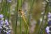 Sympetrum striolatum  - Errekabarri Eskola