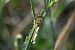 Sympetrum striolatum  - Errekabarri Eskola