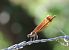 Copper Demoiselle  - Juana Oyanguren