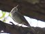 Eurasian Blackcap  - Juana Oyanguren