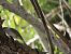 Eurasian Blackcap  - Juana Oyanguren