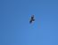 European Honey Buzzard  - Juana Oyanguren