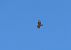 European Honey Buzzard  - Juana Oyanguren