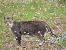 Wild Cat - Oyanguren Juana