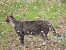Wild Cat - Oyanguren Juana