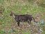 Wild Cat - Oyanguren Juana