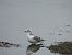 Black-headed Gull (Chroicocephalus ridibundus) © Juana Oyanguren