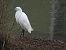 Little Egret (Egretta garzetta) © Juana Oyanguren